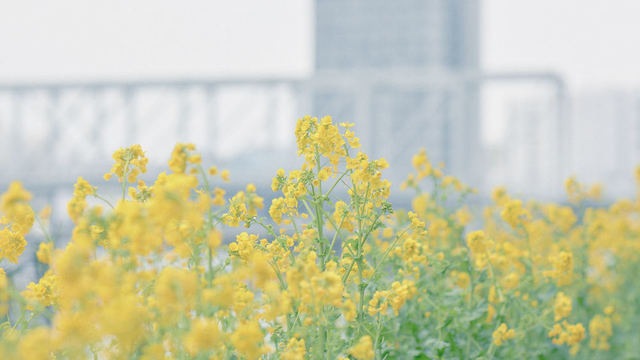 株式会社花咲爺さんズ